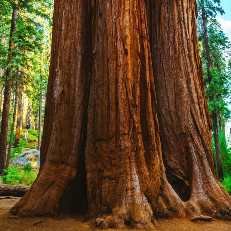 Stamm eines riesigen Mammutbaums in einem grünen Wald – Symbolbild für versteinertes Holz im Edelstein-Lexikon