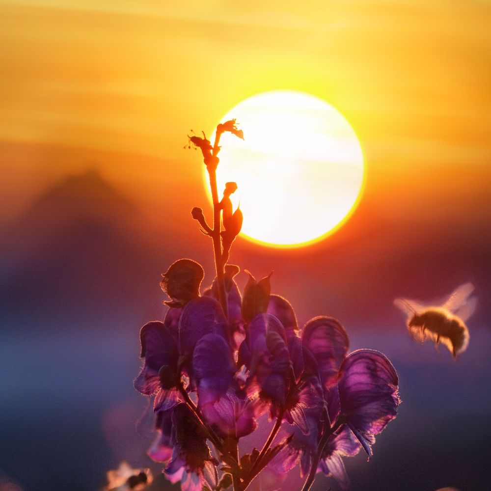 Warm leuchtende Sonnenstimmung mit Blüte und Biene – symbolisches Motiv für die sonnige Seele; beliebt in Kombination mit Citrin, Tigerauge.