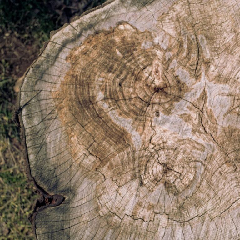 Querschnitt eines Baumstamms mit Jahresringen – Symbolbild für versteinertes Holz im Edelstein-Lexikon